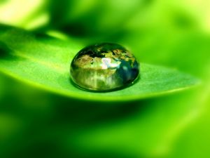 The world in a drop of water