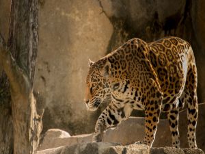 Jaguar walking among the rocks