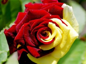 Rose of two colors