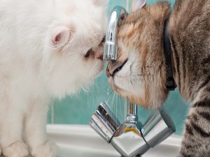 Two kittens drinking tap water