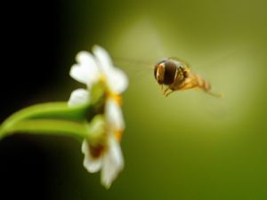 Bee flying towards a flower