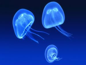 Three bluish jellyfish