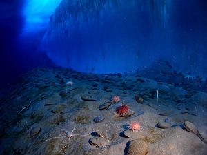 An ice wall and the ocean floor