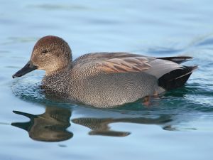 A Gadwall (Anas strepera) in the water