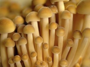 Bundle of mushrooms