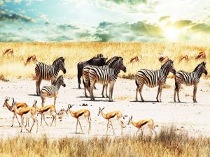 Zebras, buffaloes and antelopes in Africa