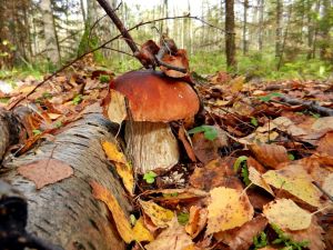 Huge mushroom among autumn leaves