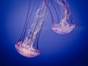 Two beautiful jellyfishes