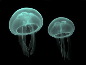 Two green jellyfishes