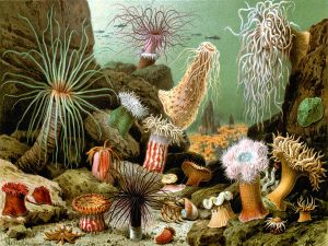 Pictures of anemones (1893), by Giacomo Merculiano