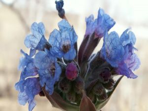 Blue flower buds