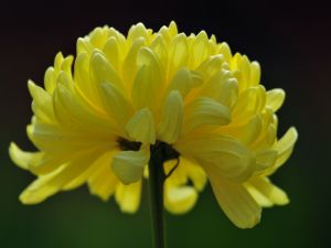 A beautiful flower with yellow petals