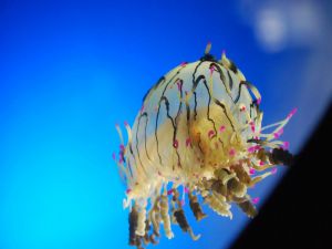 A spectacular jellyfish