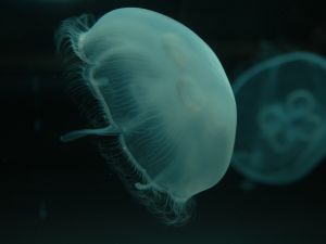 Bell-shaped jellyfish