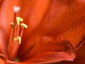 Stamens of a red lily
