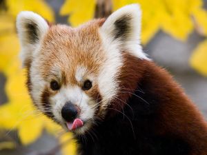 Red panda sticking out his tongue