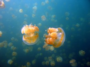 Small jellyfishes