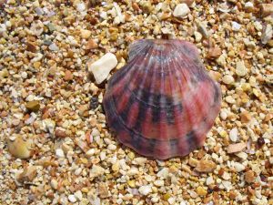 Scallop shell of the Black Sea
