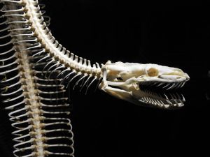 Skeleton of a snake