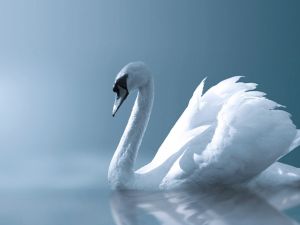 White swan on blue background