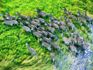 Stampede of zebras