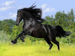 Gallop of a horse