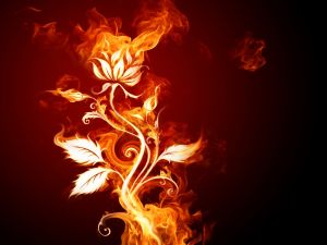 Rose of fire
