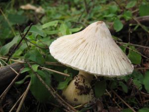 An original white mushroom