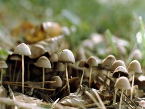 Mushrooms growing separately