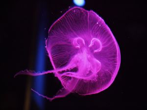 Fluorescent pink jellyfish