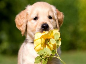 Puppy smelling a flower
