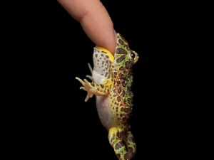 Frog biting a finger