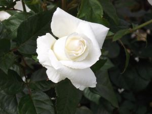 Pure white rose