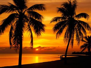 A sunset among palm trees