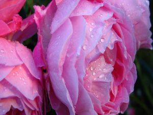 Pink flowers with water drops