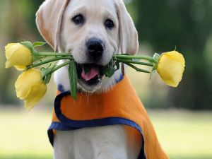 Puppy with yellow roses in his mouth