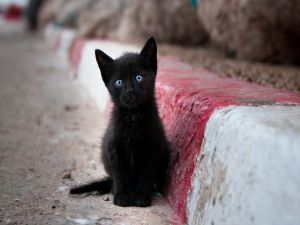 Lonely black kitten