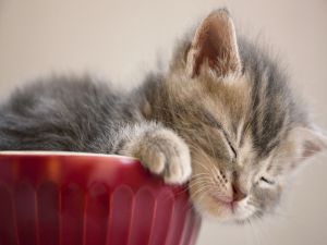Kitten asleep in a bowl