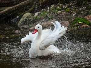 Swan flapping its wings in the water
