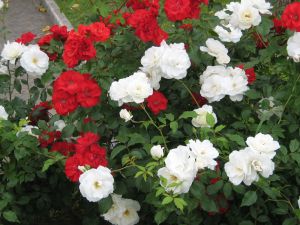 White and red roses