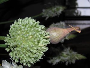 The flower of garlic