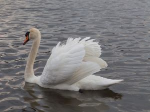 Swan (Cygnus olor) in the Nymphenburg Palace, Munich (Germany)