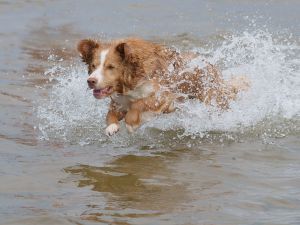Puppy running in the water