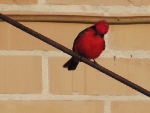 Red bird watching