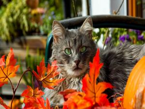 Kitten amongst orange leaves