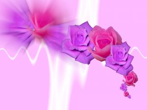 Purple and pink roses