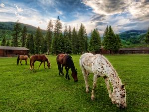 Horses on the grass