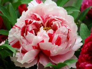 Peony with two colors