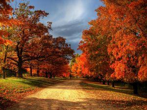 Path in autumn