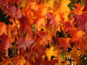 Leaves of autumn colour